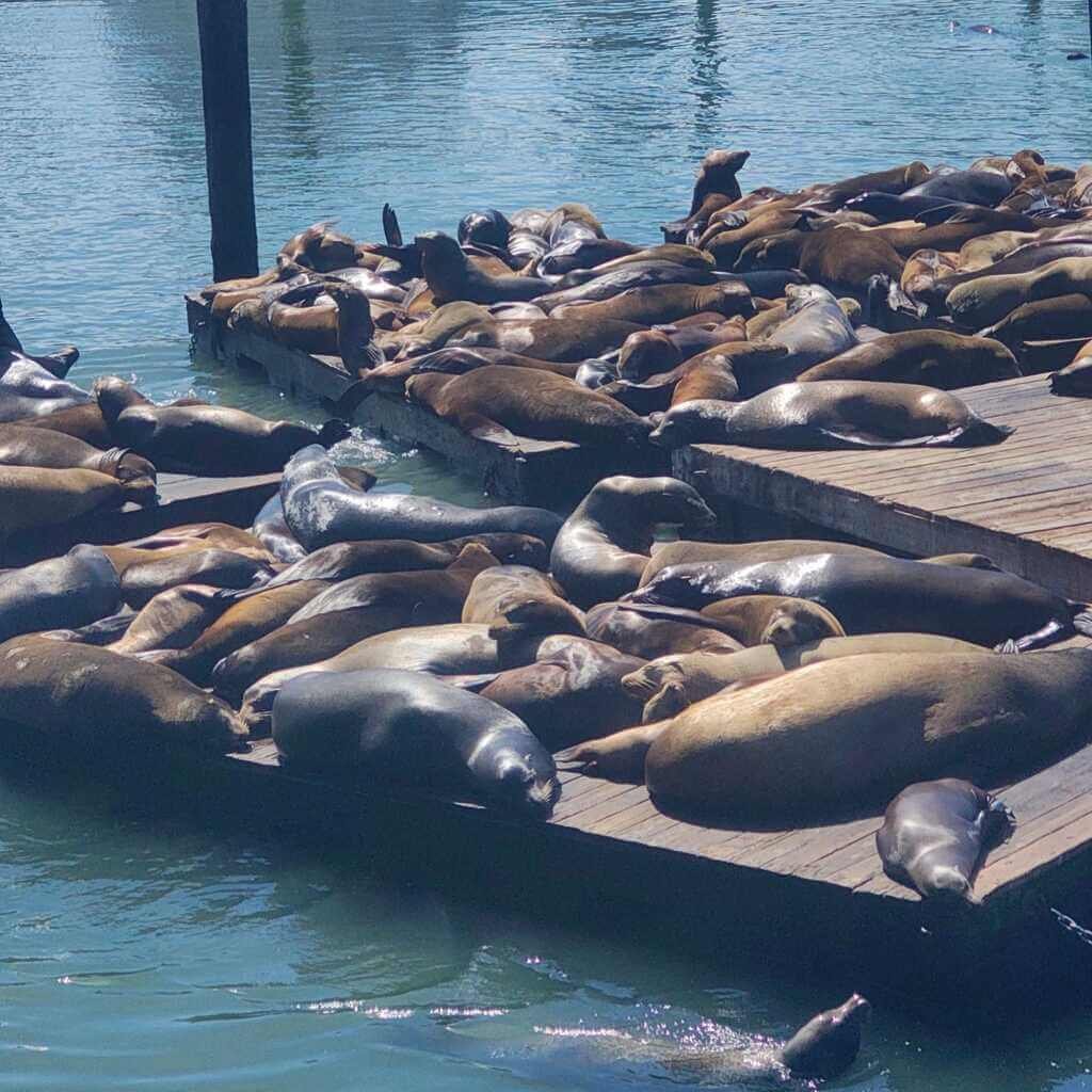 Leones marinos descansando en los muelles de Fisherman's Wharf en San Francisco