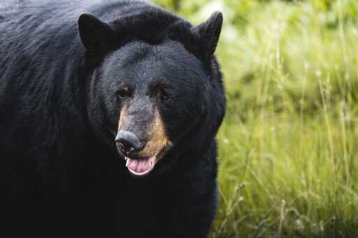 Oso Yosemite Peligro