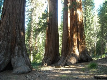 Secuoyas gigantes bosque yosemite 