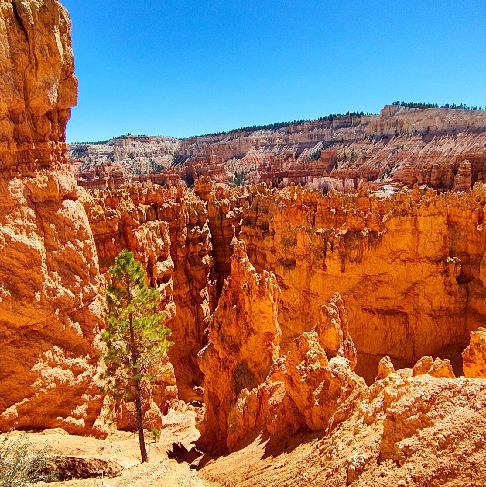 Hoodos rojizos ruta senderismo bryce
